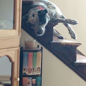 Meet your Posher, Daniel